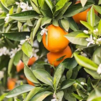 Naranjas Navel-Lane-Late frescas en el árbol, listas para cosecha en los campos de Valencia, cultivadas de forma natural sin químicos.