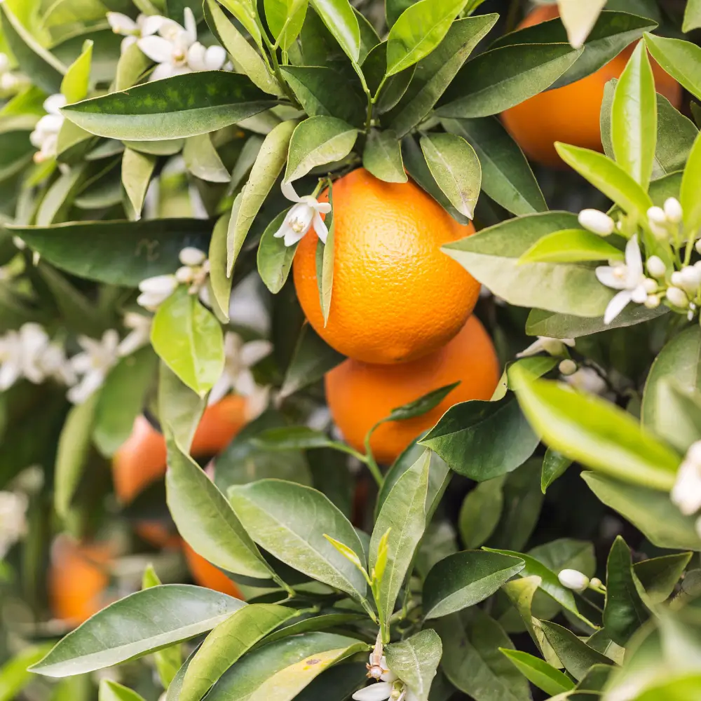 Naranjas Navel-Lane-Late frescas en el árbol, listas para cosecha en los campos de Valencia, cultivadas de forma natural sin químicos.