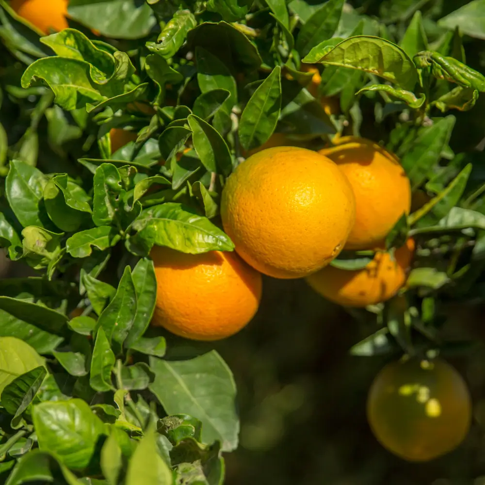 Naranjas Navel-Lane-Late madurando al sol en Valencia, cultivadas de manera sostenible para máxima frescura y sabor.