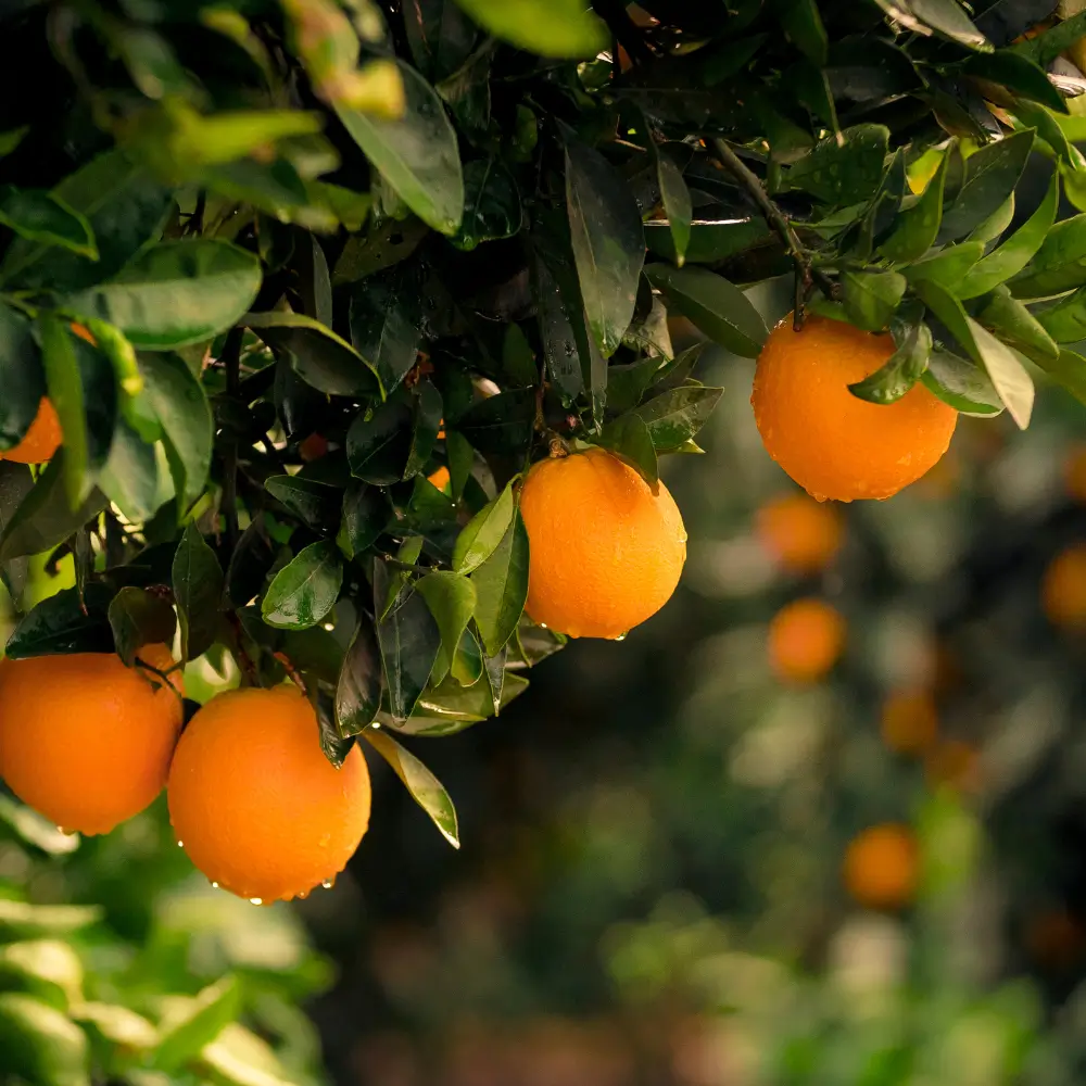 Naranjas Navelinas frescas en el árbol en los campos de La Safor, Valencia, cultivadas naturalmente sin tratamientos postcosecha.
