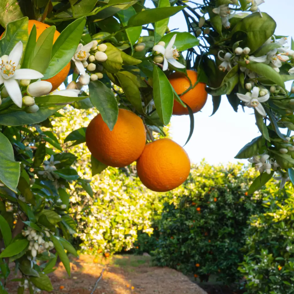 Rama de naranjo con Naranjas Navel-Lane-Late y flores blancas en los campos de Valencia, cosechadas sin tratamientos químicos.