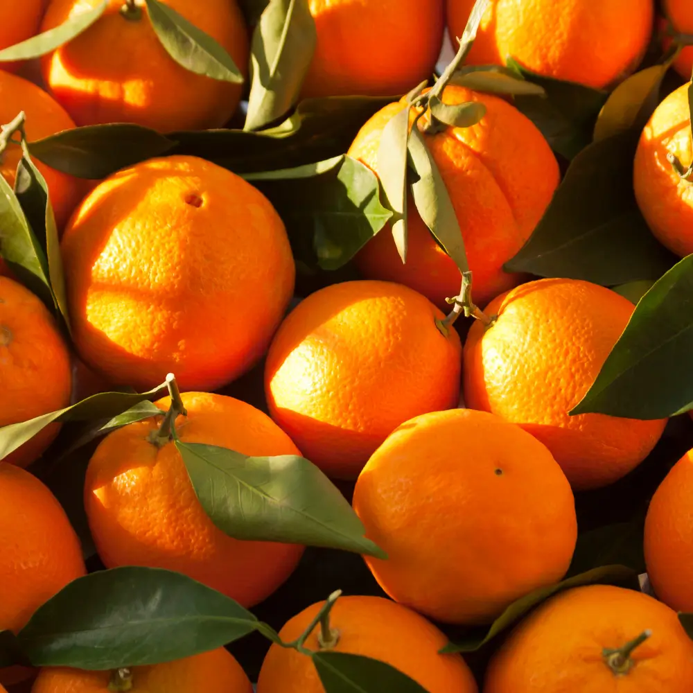 Naranjas Navelinas recién cosechadas, con hojas verdes frescas, listas para su envío desde Naranjas Escrivá en Valencia.