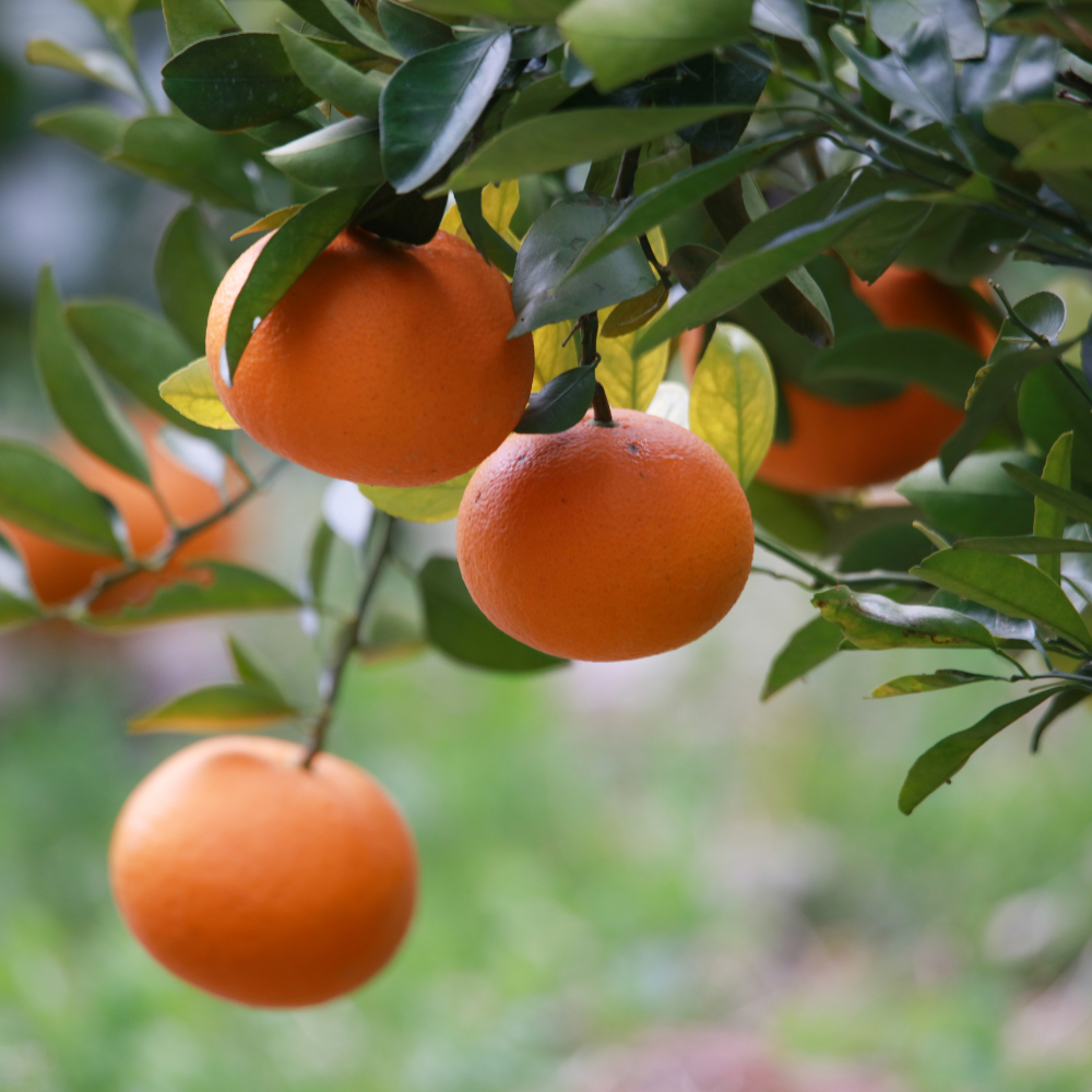 Mandarinas Clemenvilla en el árbol listas para cosechar en un campo valenciano.