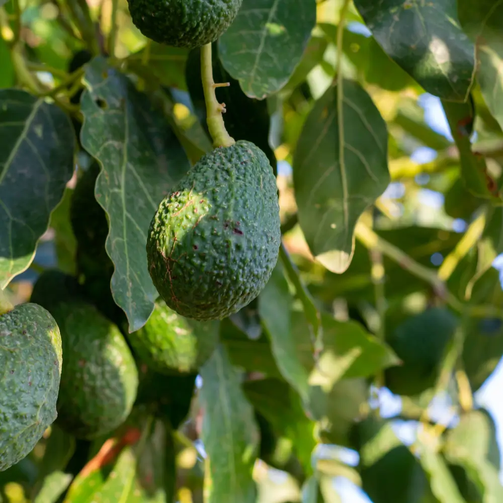 Aguacate colgando del árbol bajo la luz natural, listo para ser cosechado.