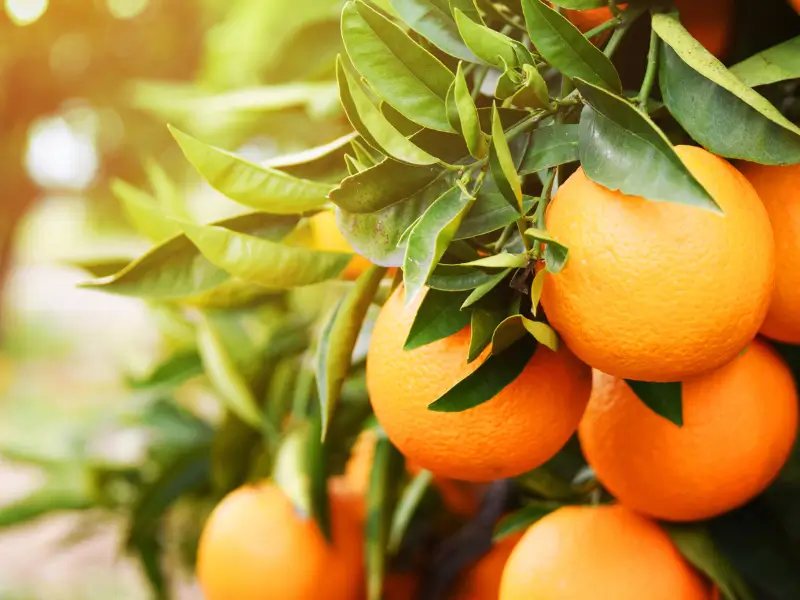 naranjas Valencia-Late colgando del árbol, resplandeciendo al sol en un huerto valenciano."