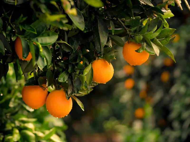 "Naranjas navelinas maduras en árbol, cultivadas en Valencia bajo el sol mediterráneo"