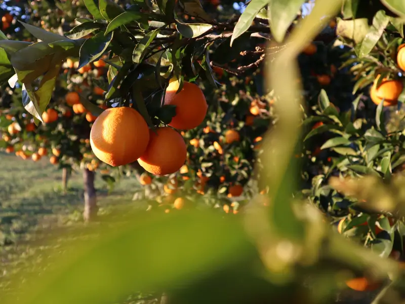 "Naranjas Navelinas en el árbol durante la cosecha, con luz natural del atardecer en Valencia"
