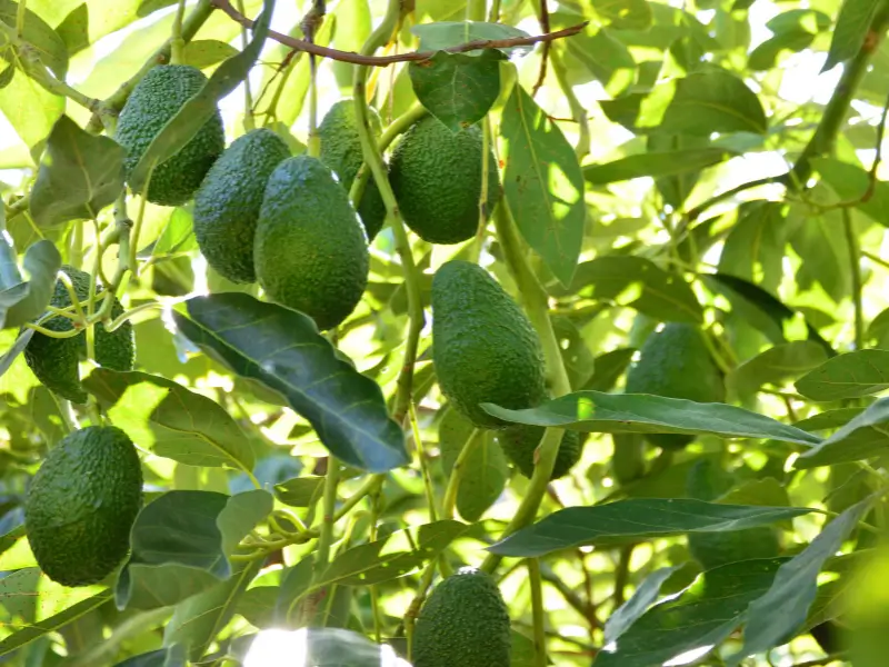 Vista de aguacates frescos colgando en el árbol, rodeados de hojas verdes, capturando la frescura natural.