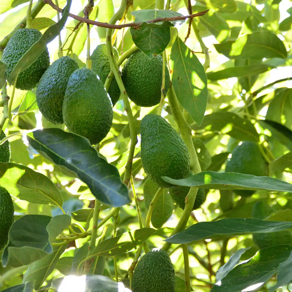Aguacates frescos en el árbol, listos para la cosecha con la luz natural.