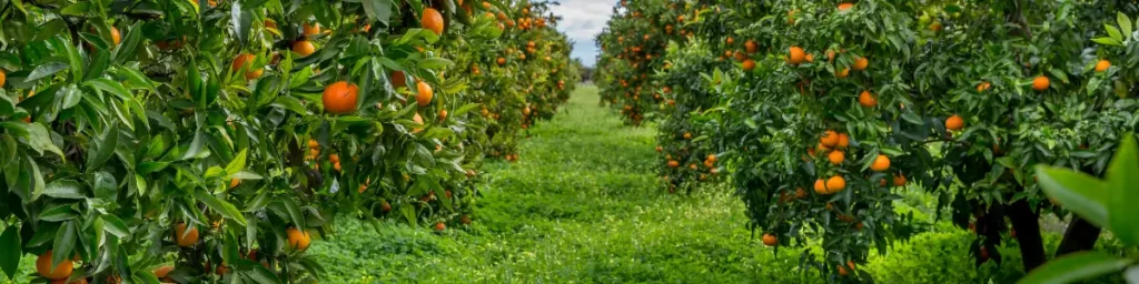 "Campo de naranjas maduras en Valencia, rodeado de árboles frondosos bajo el cielo despejado."