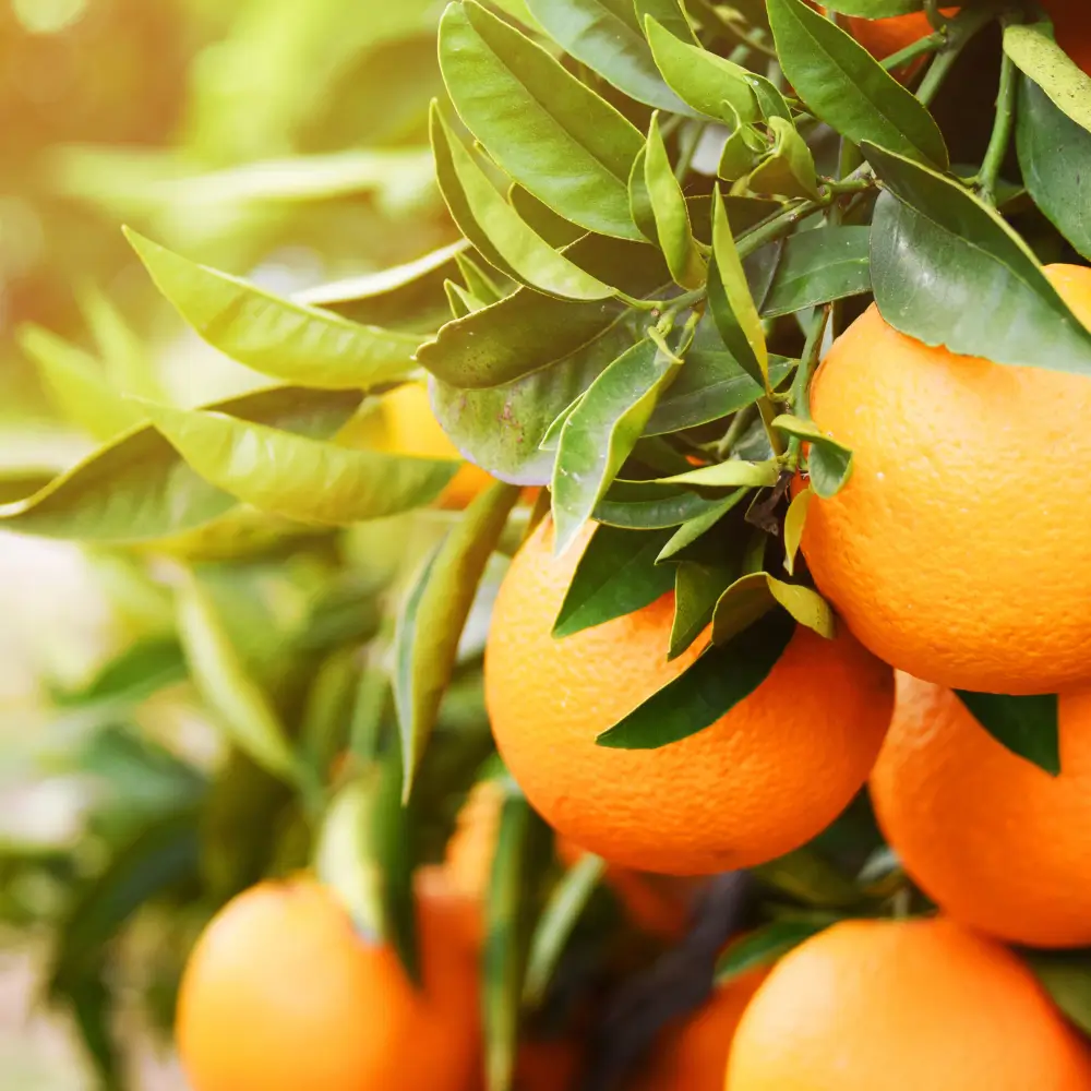 Naranjas Valencia Late en el árbol, cultivadas en Valencia con un color vibrante y listas para cosechar.