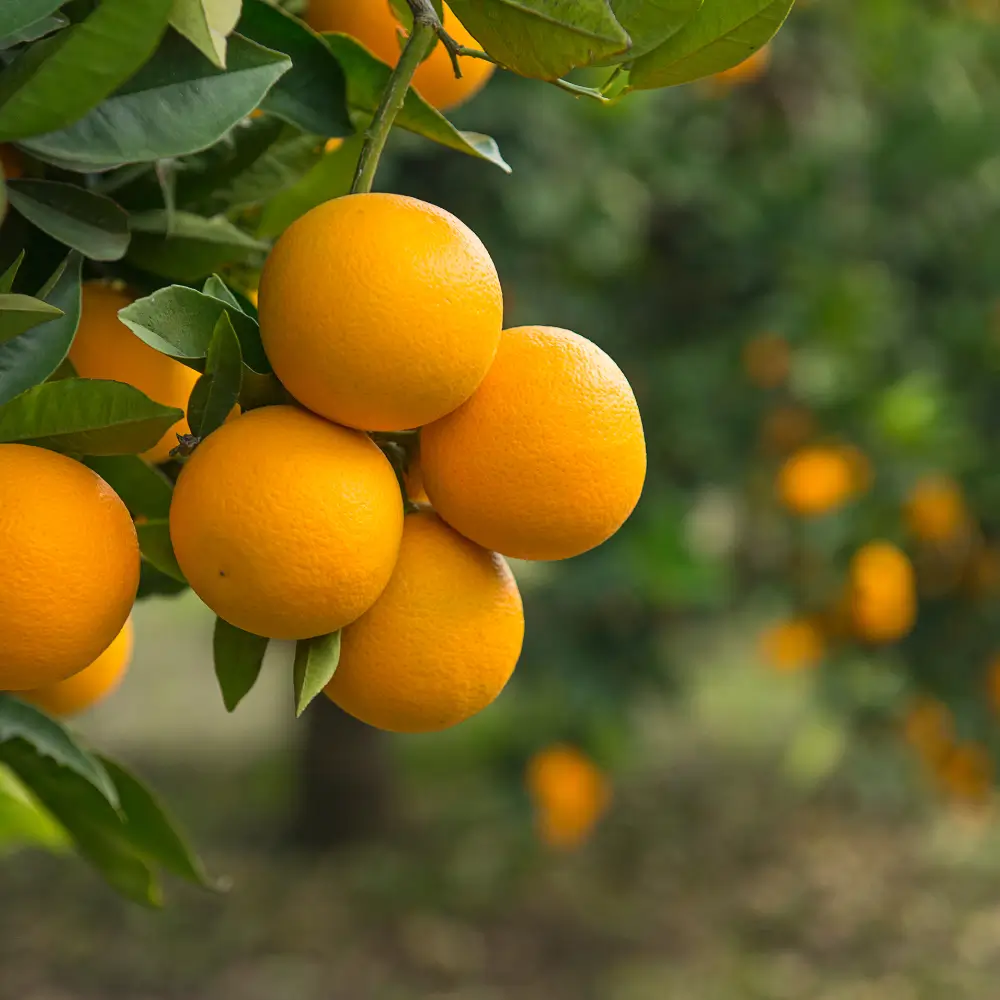 Racimo de naranjas Valencia Late en el campo, mostrando su color naranja intenso y frescura natural.