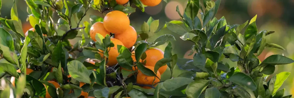 clemenvillas maduras en el arbol Mandarinas clemenvillas maduras en el árbol, con hojas verdes, listas para cosecha en plena temporada