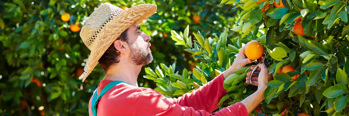 escrivá cogiendo naranjas Agricultor recogiendo naranjas frescas en el huerto, cosecha artesanal de naranjas de calidad en valencia