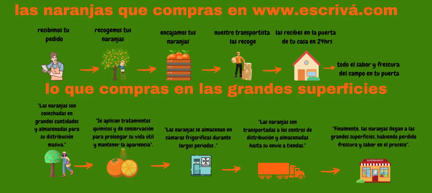 "Comparativa: Naranjas de Escrivá vs Grandes Superficies" "Comparativa entre el proceso de entrega de naranjas frescas de Escrivá y grandes superficies, destacando la frescura directa del campo frente a los tratamientos y almacenamiento prolongado de supermercados."