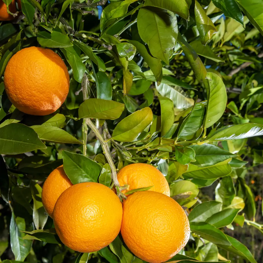 Naranjas Valencia Late maduras en el árbol bajo el sol de Valencia, preparadas para su recolección.