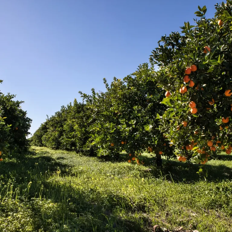 Fila de árboles de naranjas en Valencia bajo un cielo azul claro, representando la frescura de los cítricos cultivados localmente.