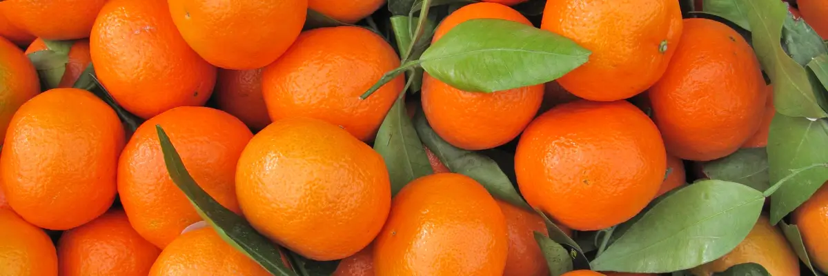 Mandarinas Clemenvillas frescas con hojas verdes a granel