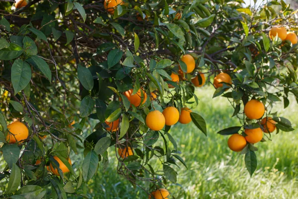 Lane Late en el árbol, naranjas frescas Valencia