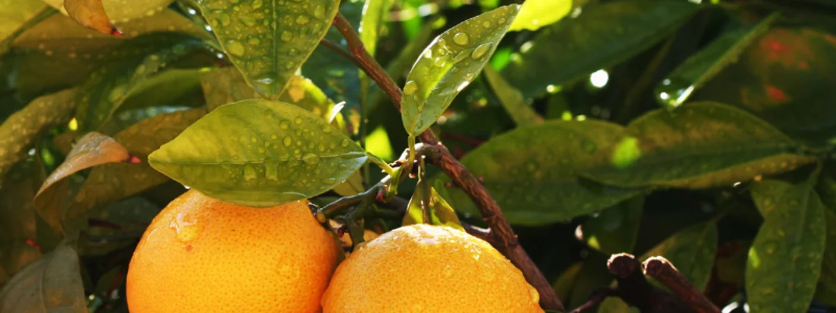 Naranjas valencianas en árbol, campaña de zumo