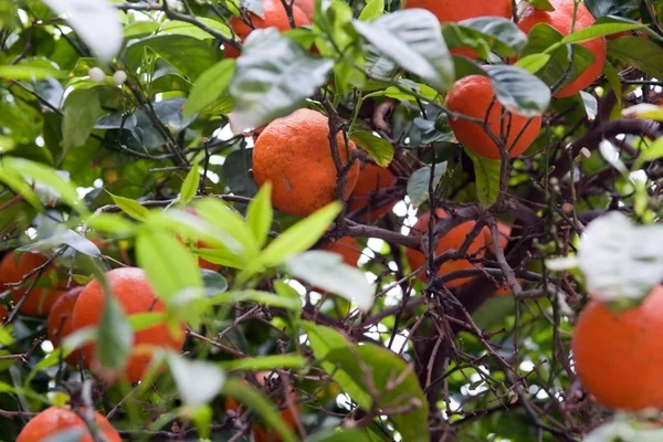 Naranjas de zumo valencianas en campo, listas para recolectar