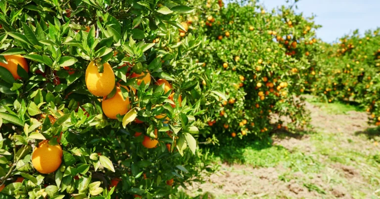 campo-de-navelinas.webp - Naranjas Escriva