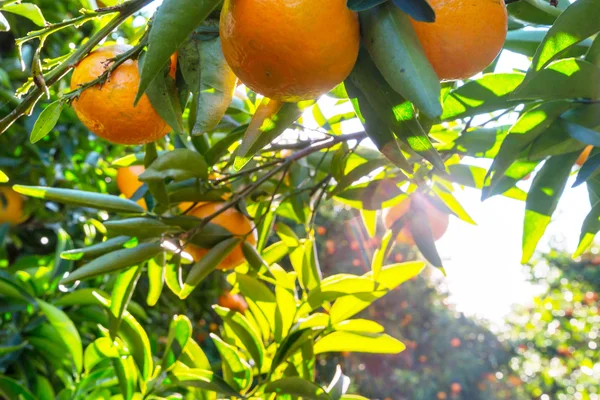 Naranjas de zumo madurando en el árbol, huerta valenciana campaña 2025-26
